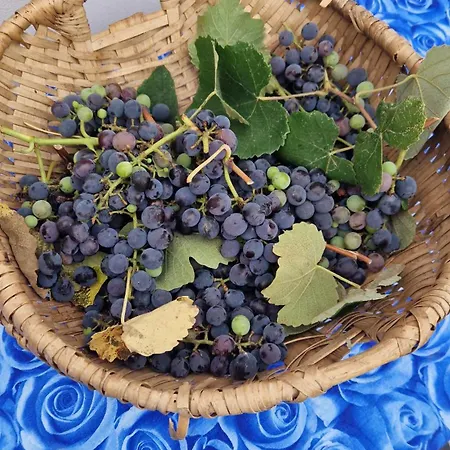 Wine House Frühstückspension Capannori